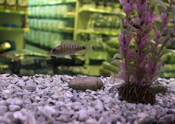 Marble chips at the bottom of the aquarium