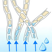 капиллярное давление