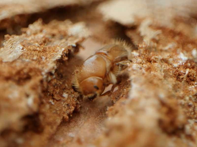 короїд Ips typographus
