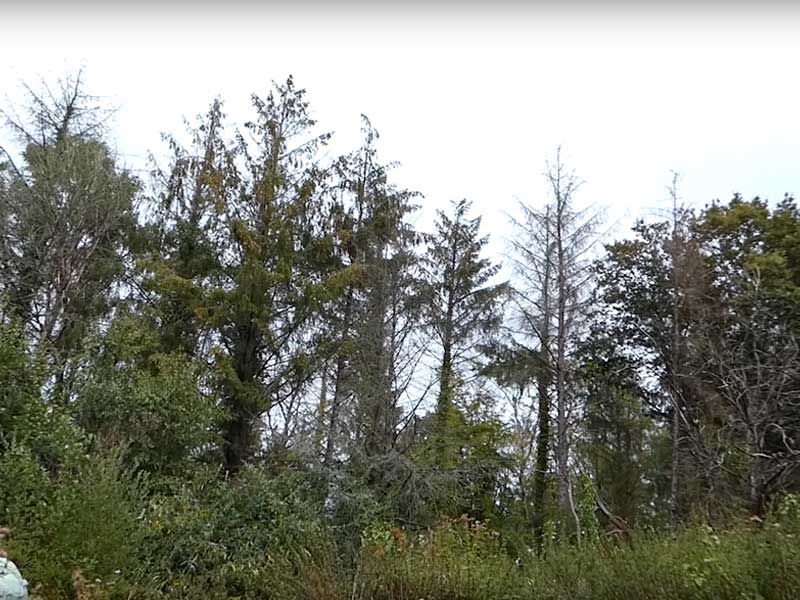 дерева уражені шкідниками