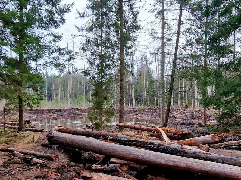 вирубування хворого лісу