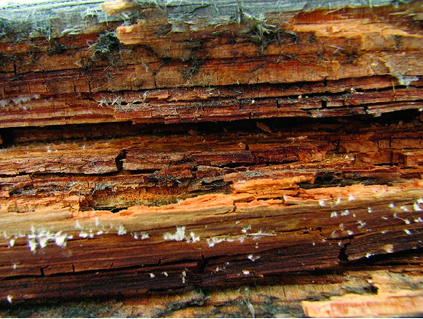 сгнившая древесина